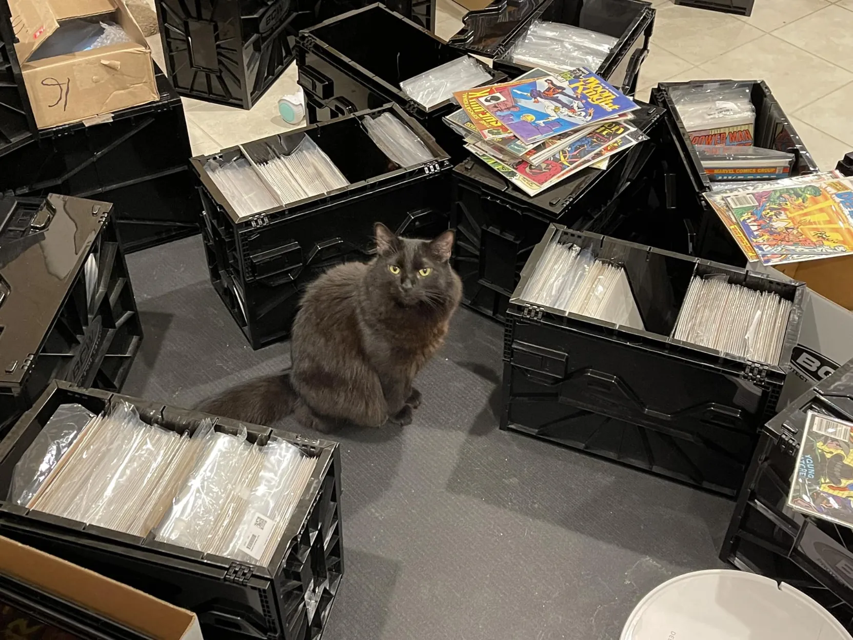 Black cat with comic boxes